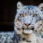 Are there any dangerous sharks in Tenerife? are there any dangerous sharks in tenerife