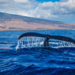 Are there any killer whales in Tenerife? are there any killer whales in tenerife