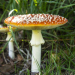 are there any poisonous snakes in tenerife