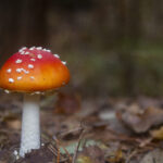 are there any poisonous spiders in tenerife