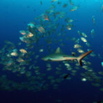 are there any sharks in tenerife