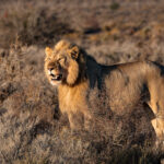 are there any sharks in the south of tenerife
