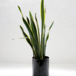 are there any snakes in tenerife