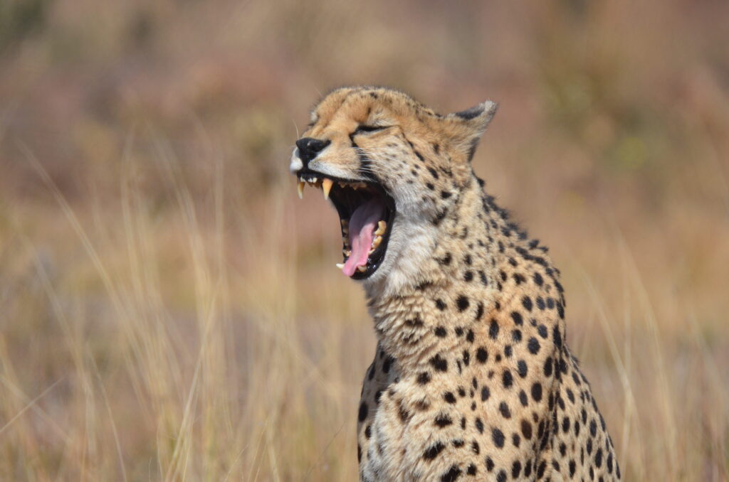 book a jet ski safari in tenerife