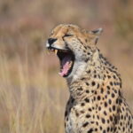 book a jet ski safari in tenerife