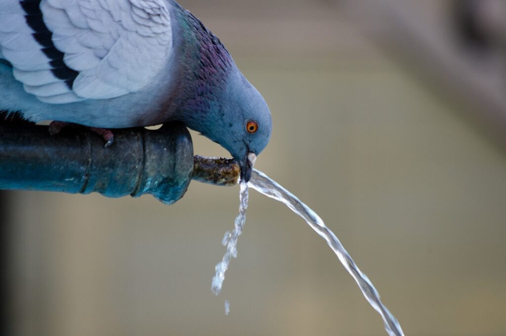 Can you drink water in Costa Adeje?