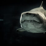 can you swim in tenerife in december