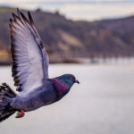 does aer lingus fly to tenerife