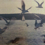 has jet2 cancelled the flights to tenerife