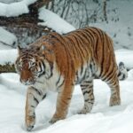 how big is tenerife compared to ireland