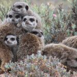 how far is tenerife from south africa