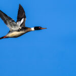 how long is the flight from manchester to tenerife