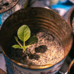 how much tobacco can i bring from tenerife