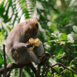 How to get to Jungle Park in Tenerife? how to get to jungle park in tenerife