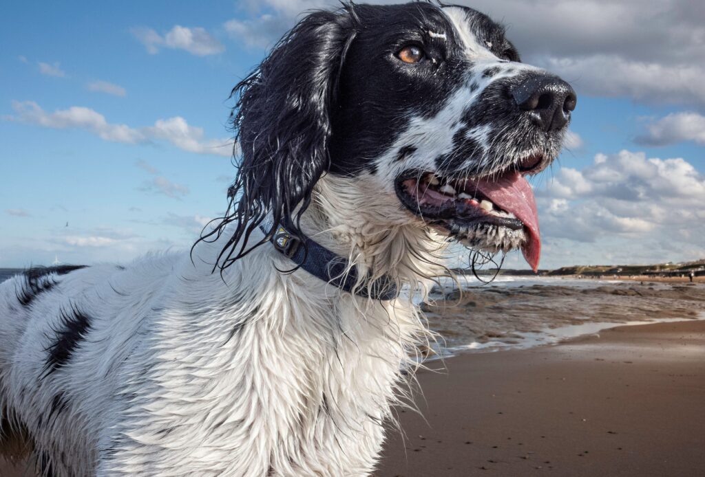 is english spoken in tenerife