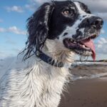 Is English spoken in Tenerife? is english spoken in tenerife