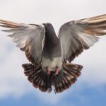 is ryanair still flying to tenerife south