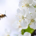 what documents do i need to fly to tenerife