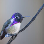 what is costa adeje known for