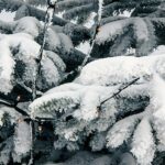 what is the weather like in tenerife at christmas