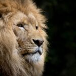 what shops are in the safari centre in tenerife