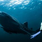 What whales are in Tenerife? what whales are in tenerife