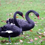 What wild animals are in Tenerife? what wild animals are in tenerife