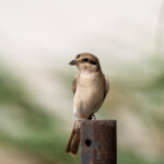 Where is the main strip in Tenerife? where is the main strip in tenerife