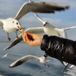 who flies to tenerife from the uk