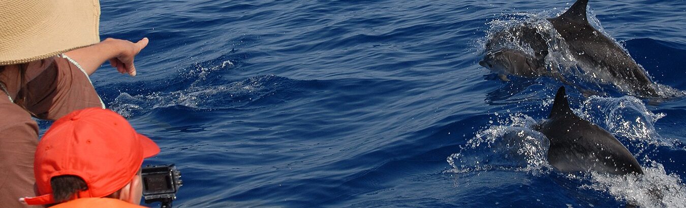 ballenas de Tenerife. viajes de avistamiento de ballenas