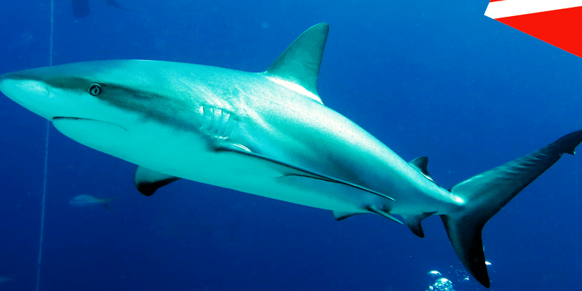 cual es la playa de espana con mas tiburones