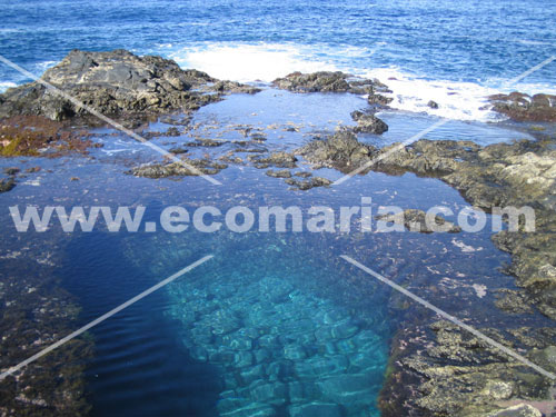 donde encontrar algas en tenerife