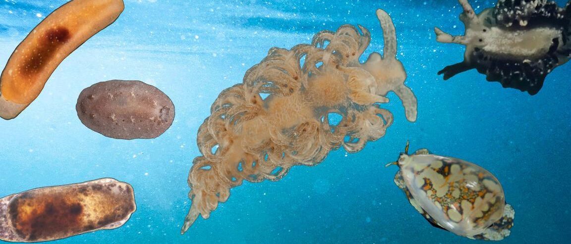 ¿Qué animal le da el nombre a las Islas Canarias?