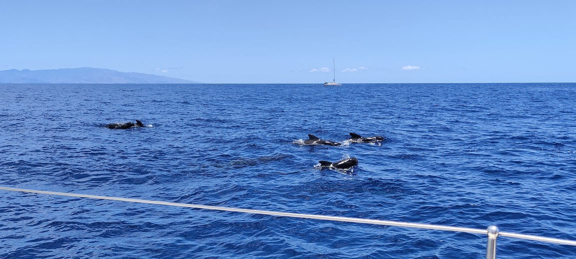 Ver delfines en Tenerife, no te lo puedes perder