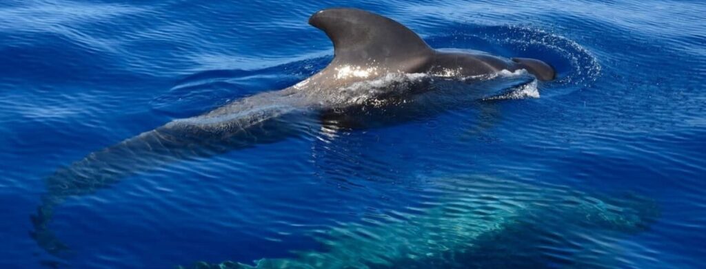 que animales hay en tenerife