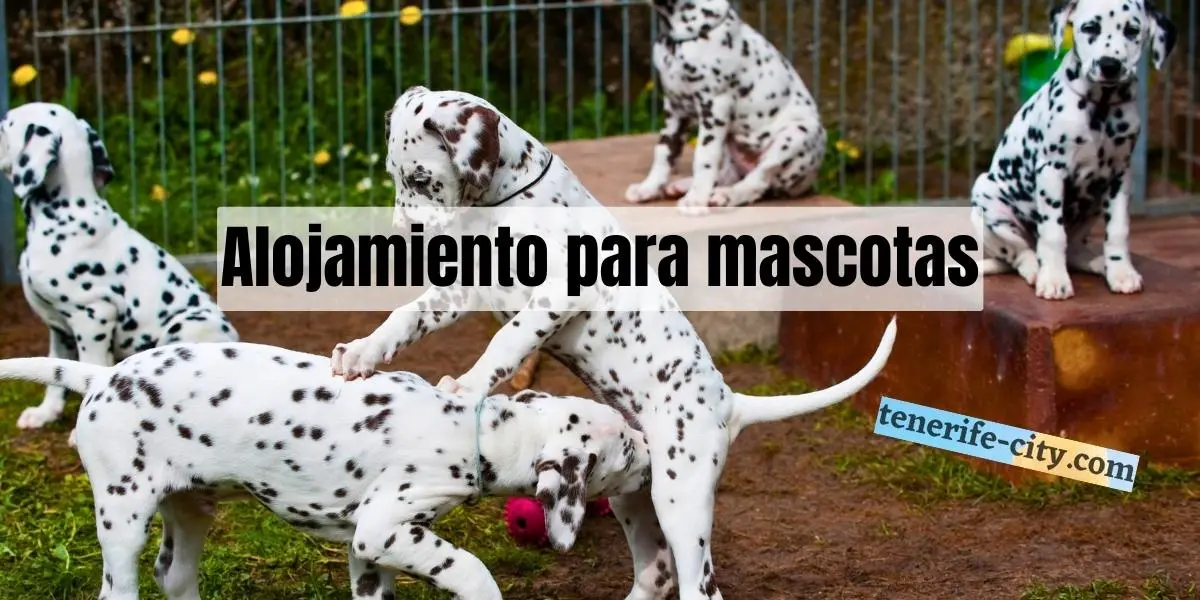 Encuentra en Tenerife sur un alojamiento 24 horas para perros