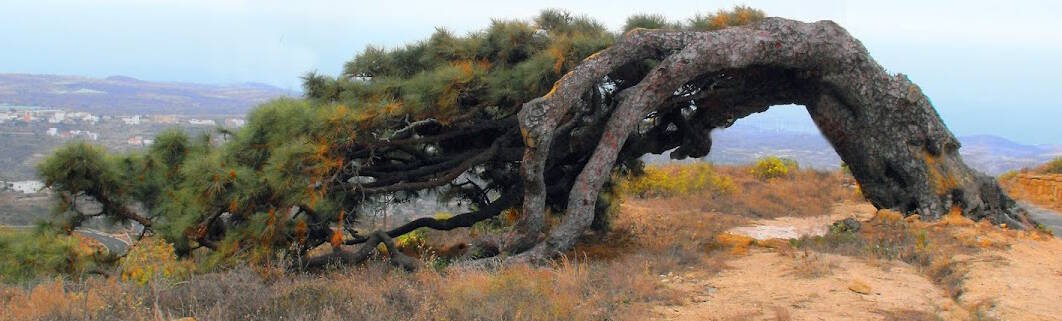 El Pino Gordo y el Pino de las Dos Pernadas en Vilaflor – Tenerife