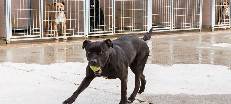 perros para adoptar en gran canaria