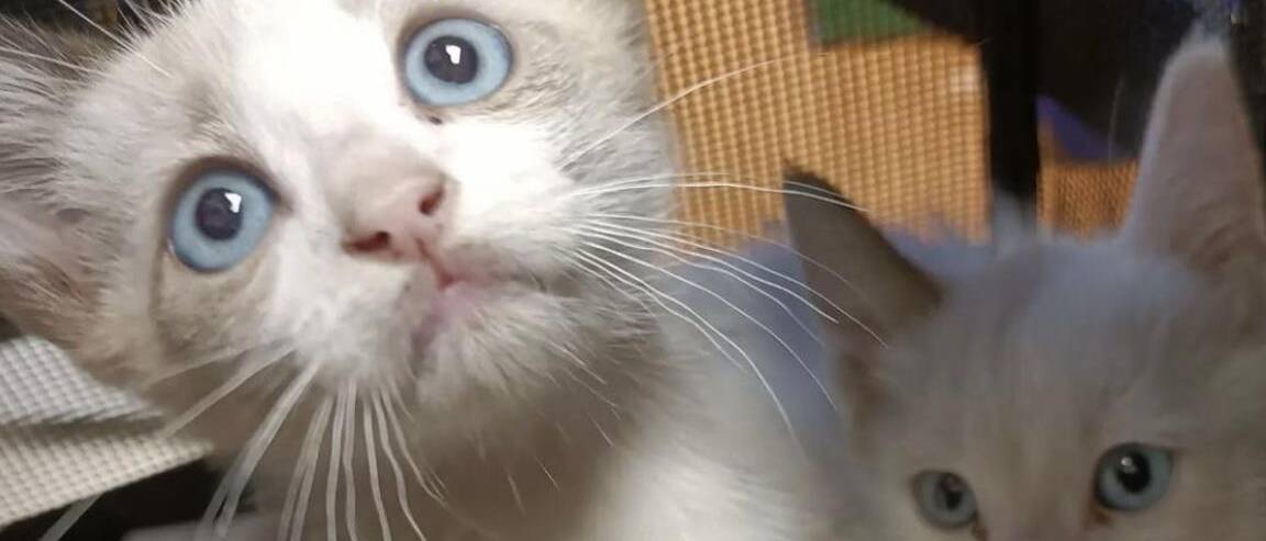 Adoptar animales en Gran Canaria