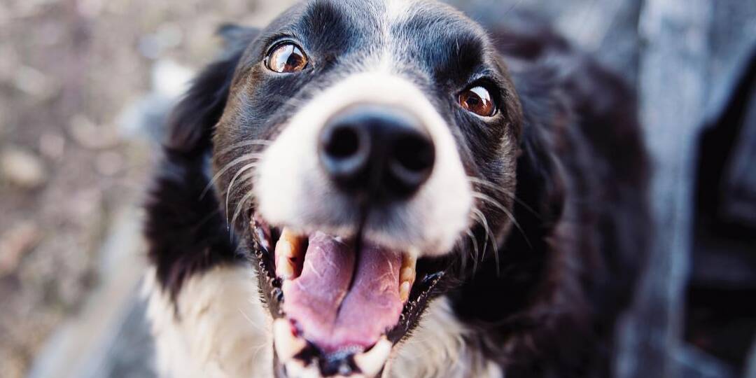 Adoptar cachorros en Gran Canaria