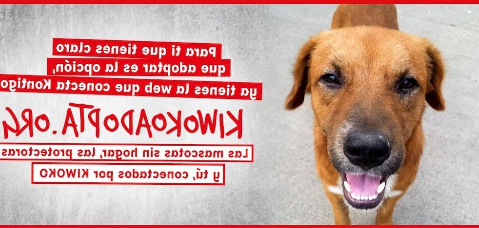 adoptar un golden en canarias