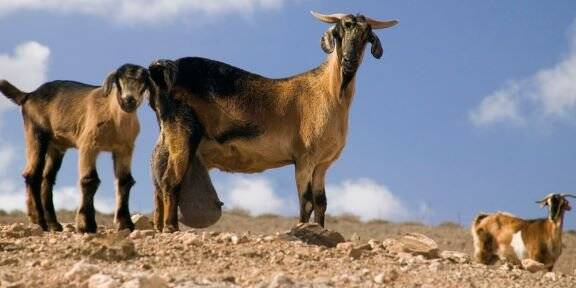 ayuntamiento de betancuria contacto horarios tramites y pedir cita previa