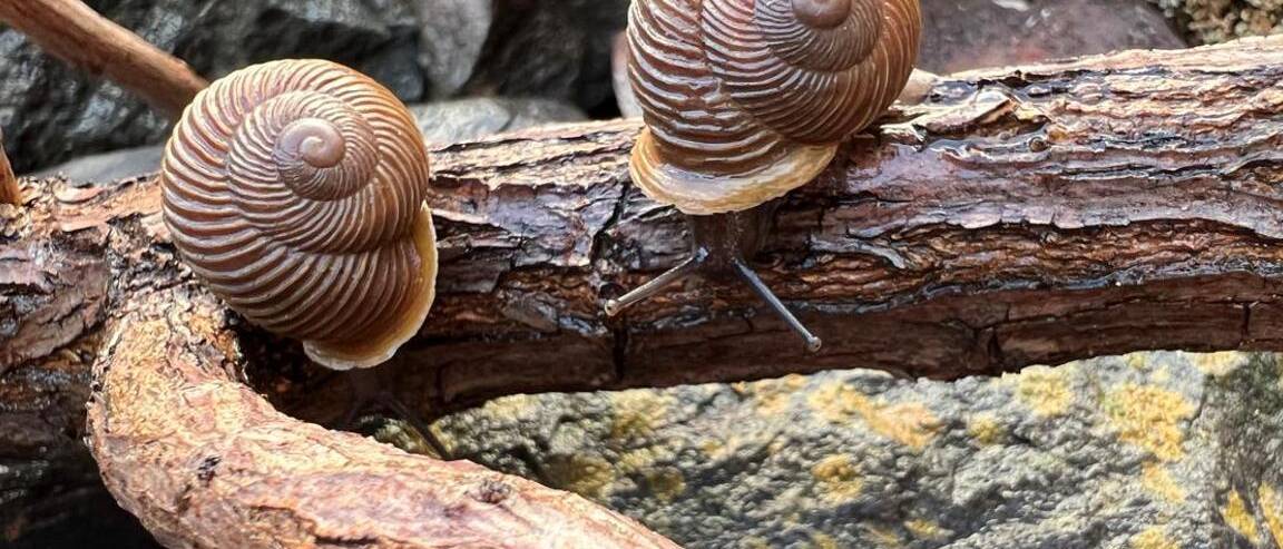 ¿Cómo saber si es canario o canaria?