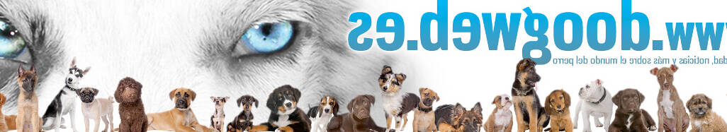 ¿Dónde adoptar perros en Fuerteventura?