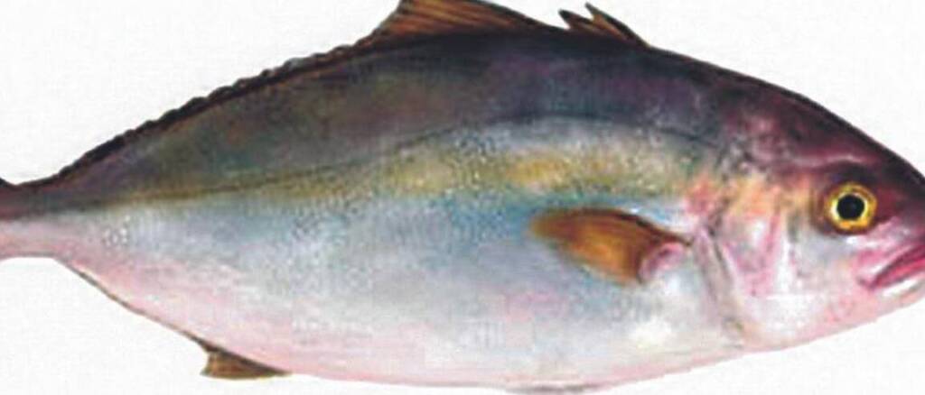 solicitar licencia de pesca en canarias