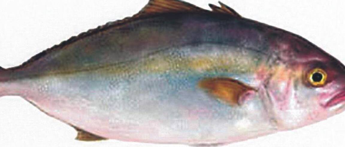 Solicitar licencia de pesca en Canarias